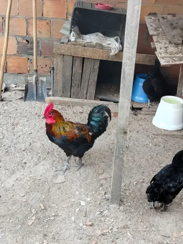 Vendo