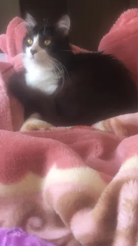 Doação de gato