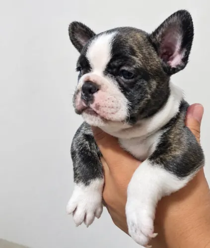 Buldog francês 