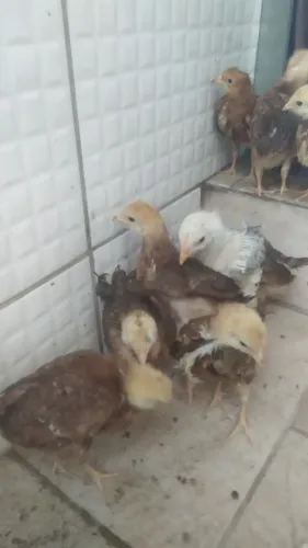 FRANGUINHA GALINHA EMBRAPA 051 - APENAS R$ 35 CADA!