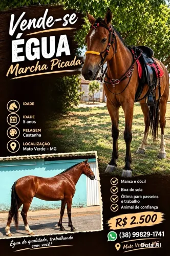 ÉGUA Á VENDA
