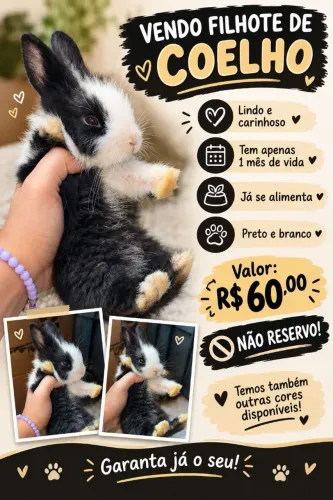 Vendo filhote de coelho
