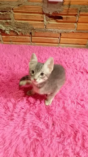 Gatas 2 meses doação