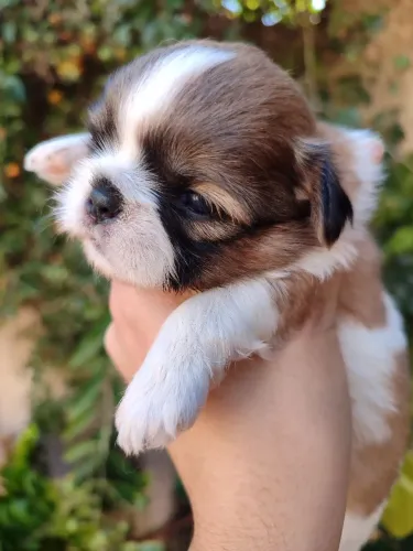 Filhotes shihtzu / Shi tzu para reserva