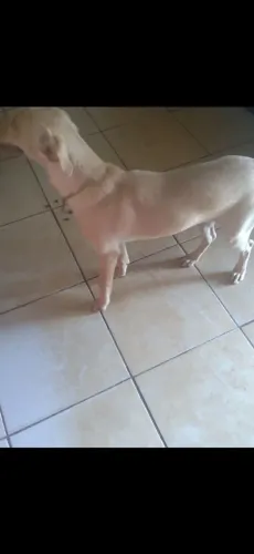 Doa se uma cachorrinha 