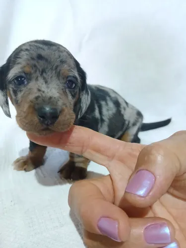 Dachushund Cofap( Leiam as descrições)
