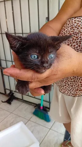 Gato