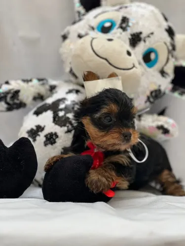 Yorkshire Micro- Machinho disponível em loja com 56 dias- Daniela