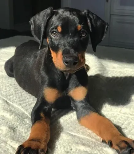 Adoráveis Doberman à Venda! 