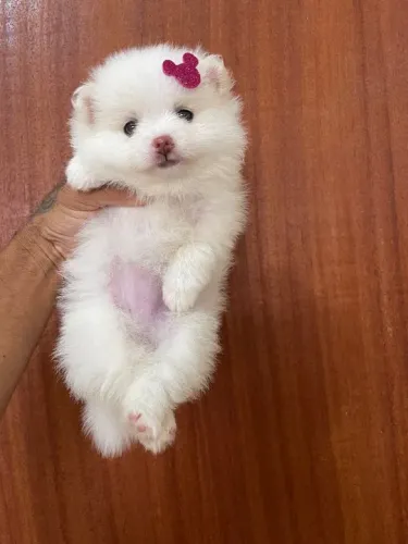 Lulu da pomerania fêmea 