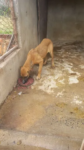 Venda de um filhote de fila