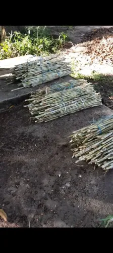 CAPIM ELEFANTE CAPIAÇU BRS DA EMBRAPA DISPONÍVEL PRA VENDA 