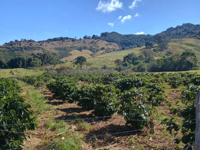 Fazenda 33,5 alqueires 