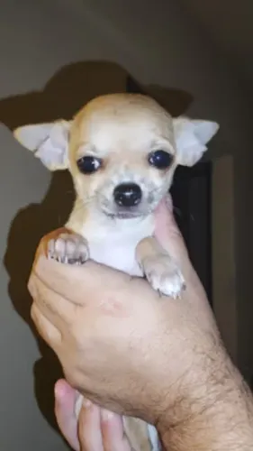 Chihuahua Pequeno, vacinado e microchipado - Segurança e amor!