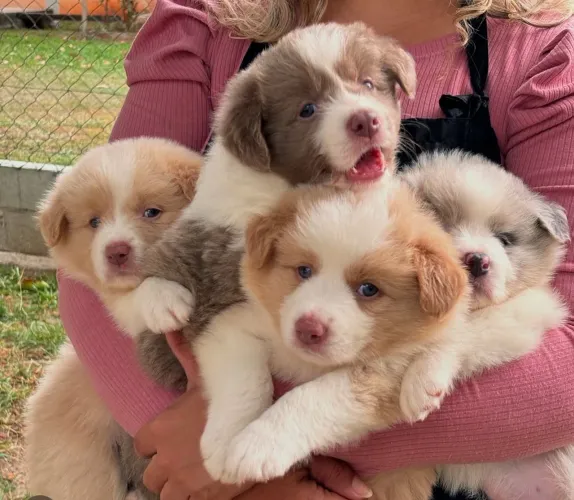 Filhote Border Collie, Seus dias nunca mais serão os mesmos com um filhotinho ao seu lado!