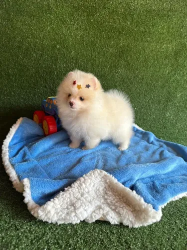 Filhote de Spitz Alemão - Fofura em Pelúcia!