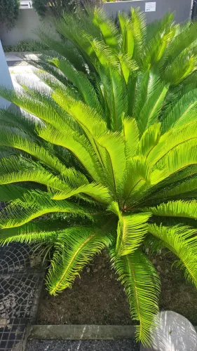 Planta Cicas Grandes para jardim