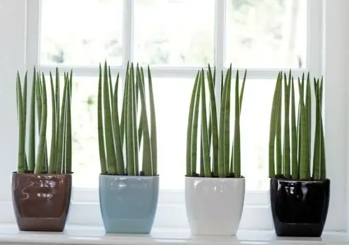 Plantas lança de Ogum Sansevieria Cylindrica
