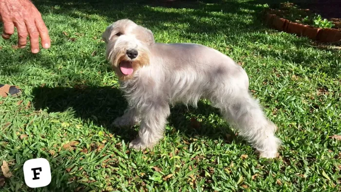 Schnauzer fêmeas e machos