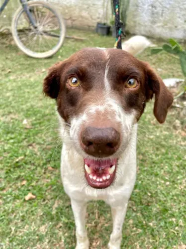 Cookie para adoção 