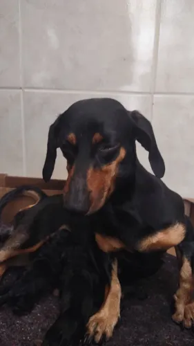 Lindos filhotes de Basset / Dachshund / Linguicinhas