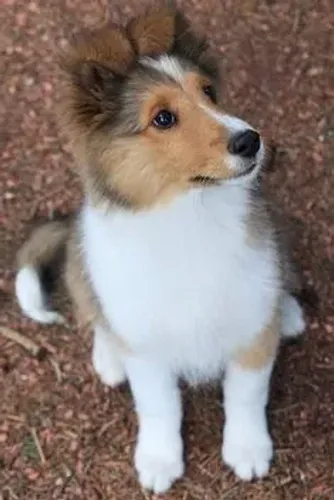 Collie Filhotes Tricolor e Bicolor