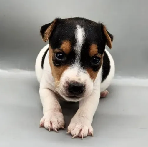 Jack Russell Terrier fêmea com Pedigree e Microchip