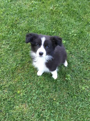 Filhote Border Collie, Nada se compara ao amor verdadeiro de um filhotinho!
