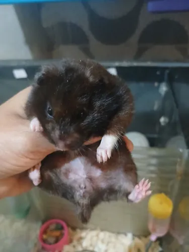 Hamster sirio femea 