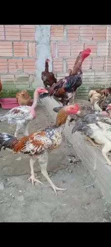 Vendo galinha 