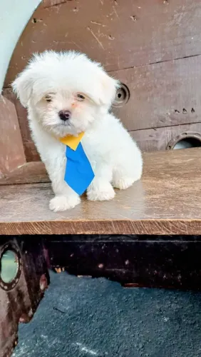 Maltês lindo machinho 
