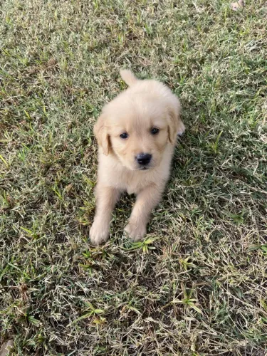Doação de filho de Golden já vacinado