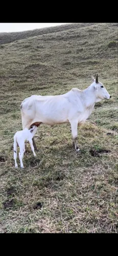 Vacas Nelore - Matriz (Paridas)