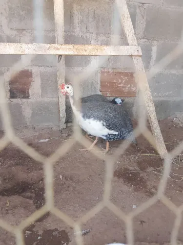 Galinha da Angola