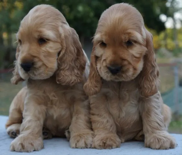 Cocker pequenos, dourados - 55 dias