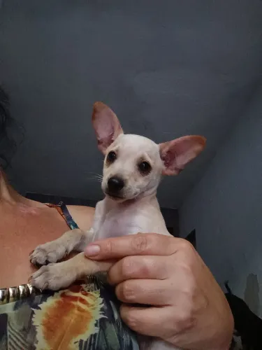 Pinscher macho 500