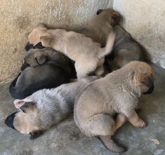 Venda Filhotes Pastor Belga Malinois 