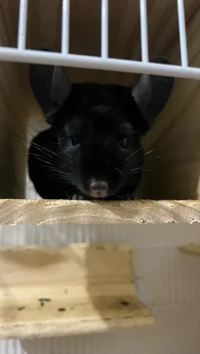 Chinchila extra dark ebony macho 3 meses