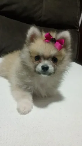Spitz alemão fêmea