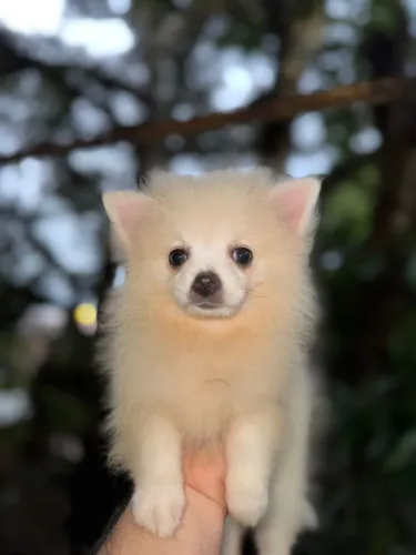 Filhote spitz puro 