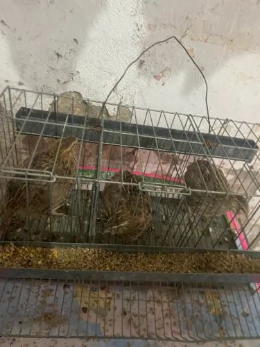 Codornas fêmeas 