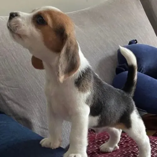 Filhotes de Beagle | Filhote que brilha por si só.