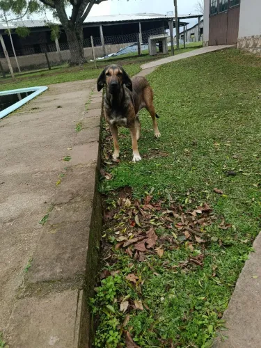 Fila Brasileiro