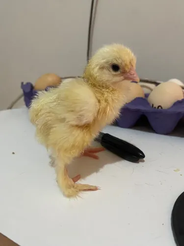 Pintinhos brahma