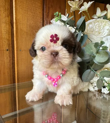 Shih Tzu alto padrão 