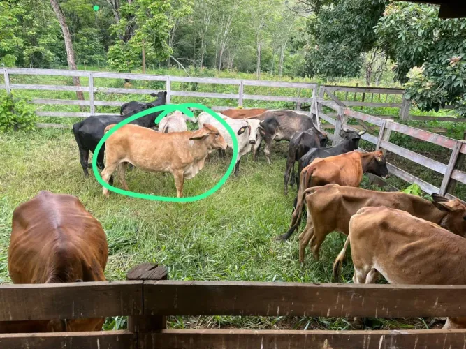 Vacas de leite. Com bezerros ao pé e secas/amojando