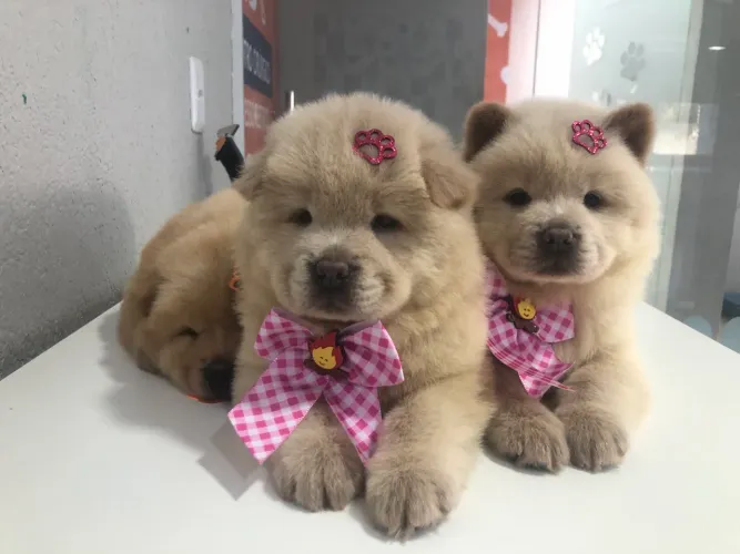 Filhote CHOW CHOW 