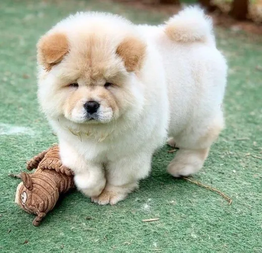 Chow Chow Esse cachorrinho vai marcar sua história