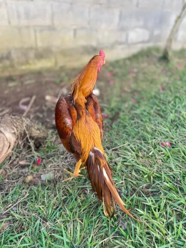 Vendo Galo indo Puro 