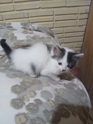 ADOÇÃO/DOAÇÃO 3 gatos bem peludos e carinhoso filhotes
